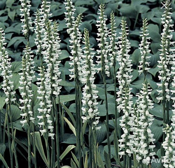 Водные растения для пруда, кувшинки