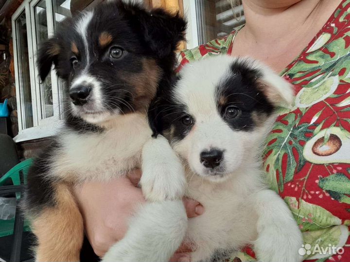 Австралийская овчарка