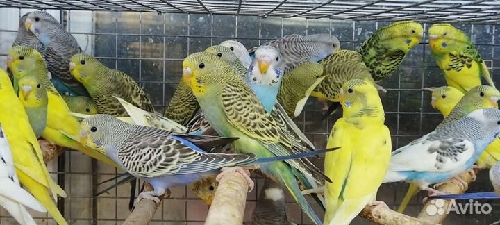 Волнистые птенцы 3мес с клеткой