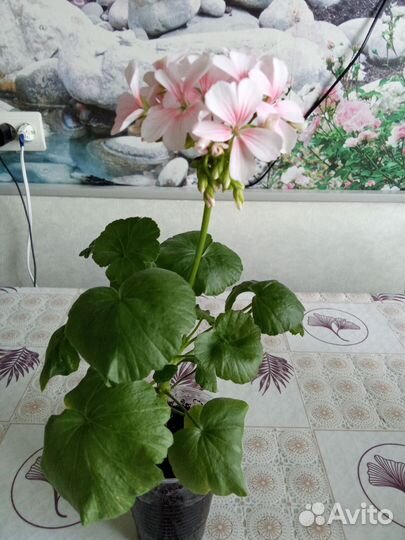 Герань пеларгония