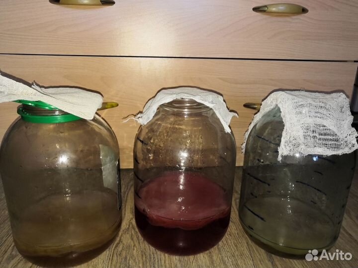 Чайный гриб комбуча