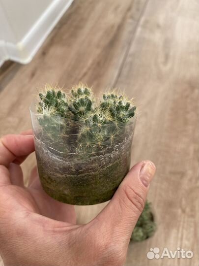 Кактус маммилярия