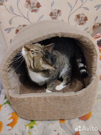 Домик для кошки бу