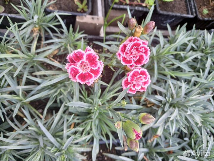 Гвоздика многолетняя