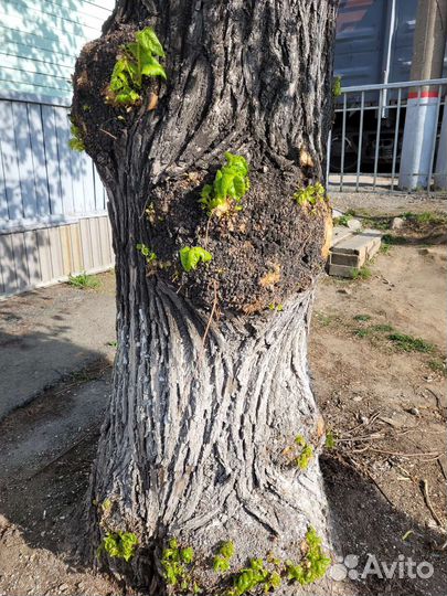 Карагач на слэб