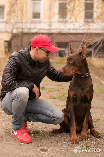 Доберман для фотосессии