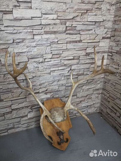 Продам рога оленя