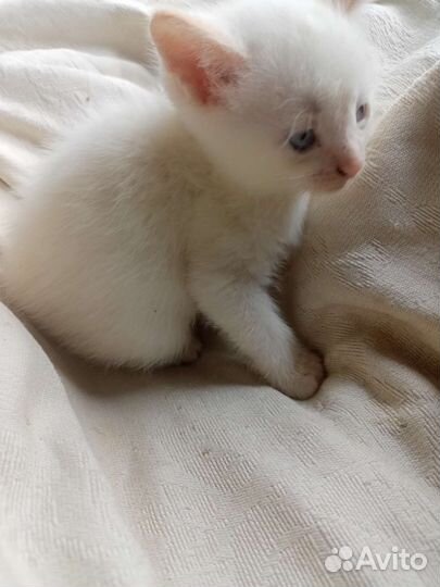 Котята Ред Пойнт