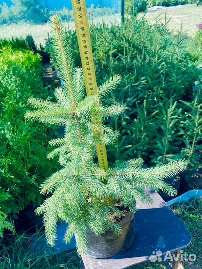 Ель голубая колючая Глаука