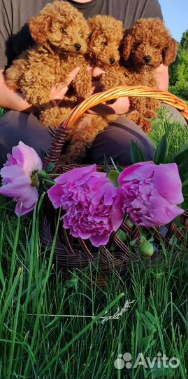 Щенки той пуделя