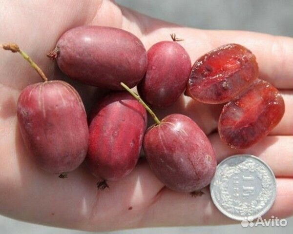 Саженцы актинидии