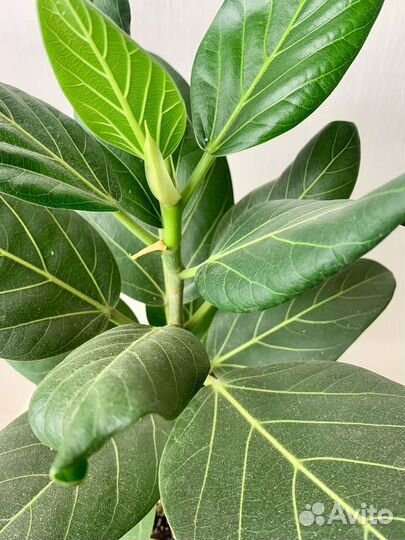 Фикус Бенгальсий Одри