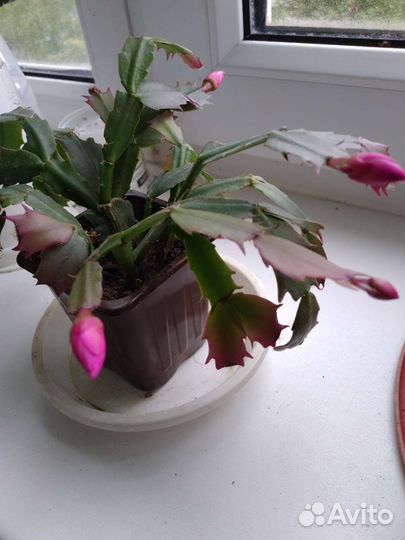 Декабрист, строманта, толстянка, орхидея лудизия