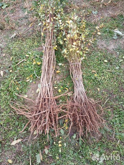 Подали для сливы