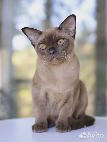 Котенок бурма