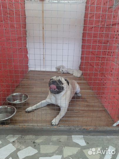 Зоогостиница 