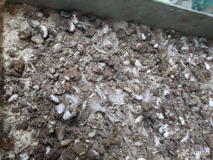 Навоз перепелиный в мешках