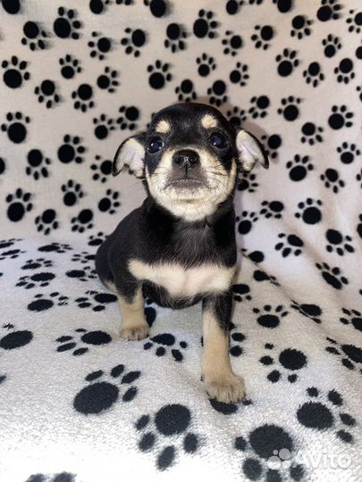 Маленькая собака