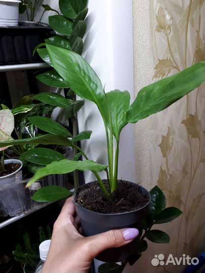 Замик Зензи,Равен,змеелистный,сингмария, аден