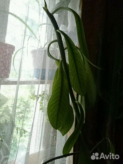 Синадениум Гранта. дерево любви