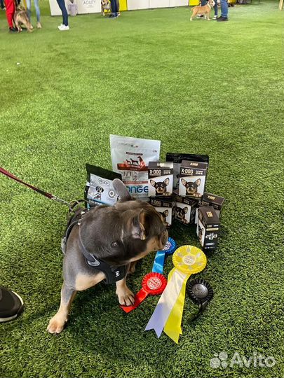 Вязка французского бульдога