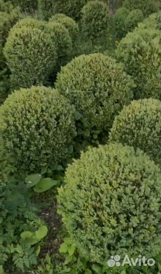 Хвойные растения