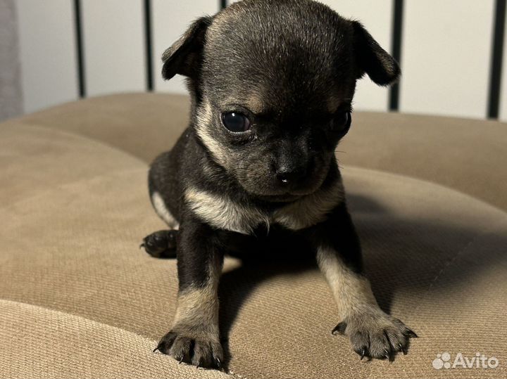 Щенки чихуахуа