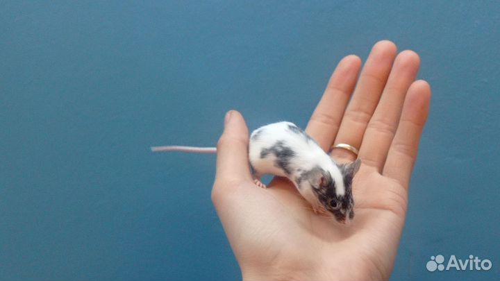 Декоративные мыши