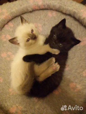 Малыши 1,5 мес самые ласковые котятки