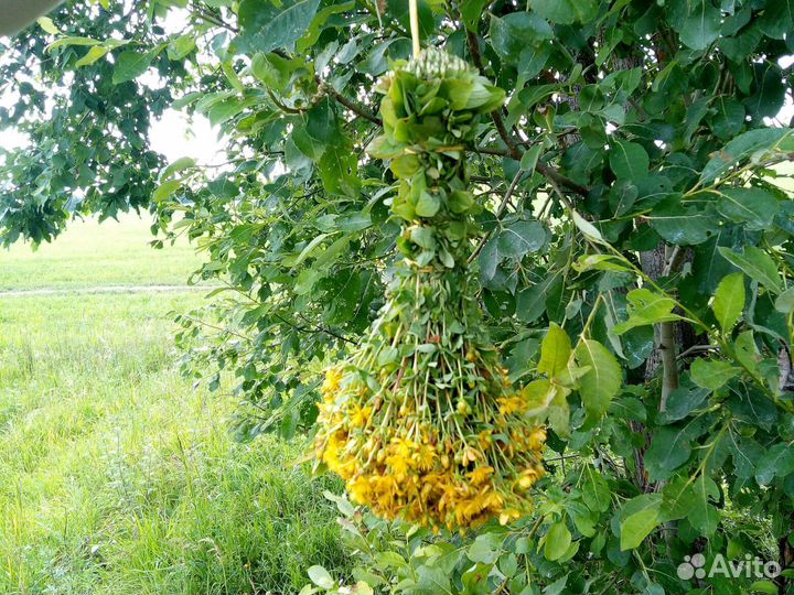 Пучек зверобоя