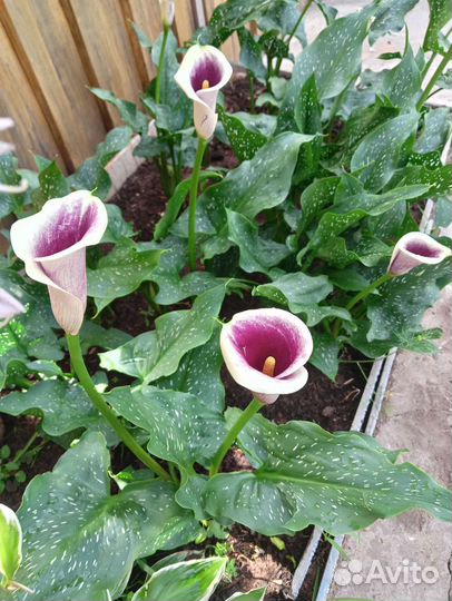 Калла садовая