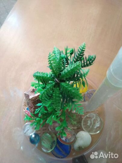 Аквариум для рыбки петушка