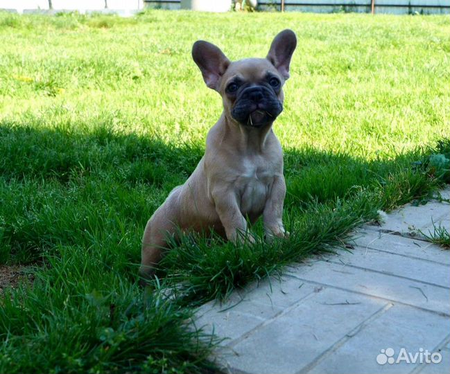 Французский бульдог девочка