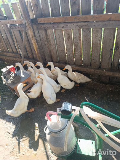 Утки белые