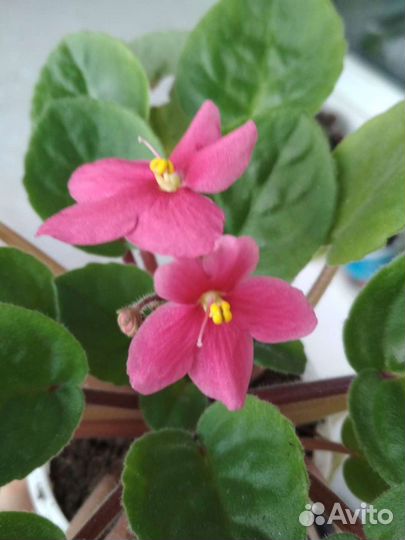 Фиалки взрослые растения