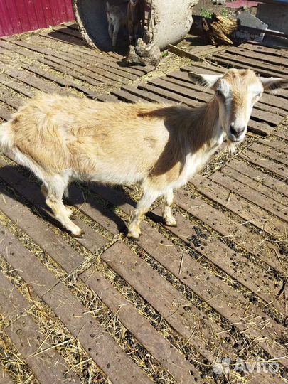 Козы дойные