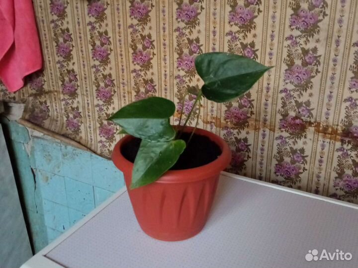 Глоксиния и другие цветы