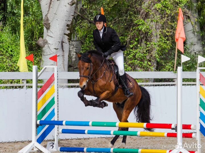 Продам жеребца