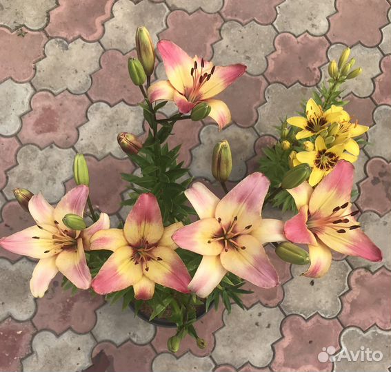 Лилия азиатская ‘Corrida’