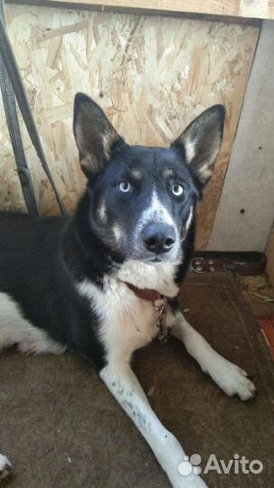 Собака в добрые руки щенок метиз лайки