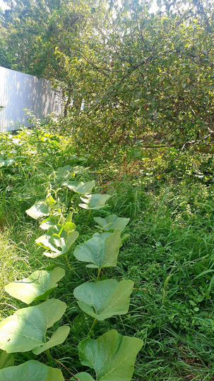 Участок 2,8 сот. (ИЖС)