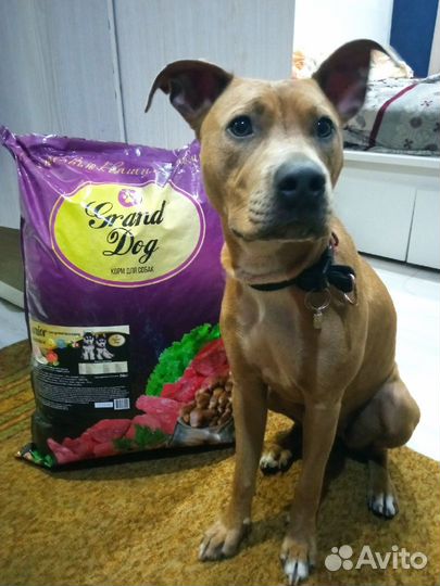 Сухой корм для щенков