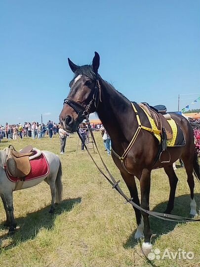 Прокат на лошади и пони, выезд на праздники