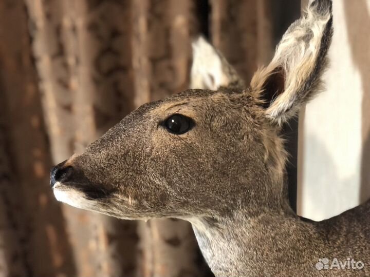 Чучело косули