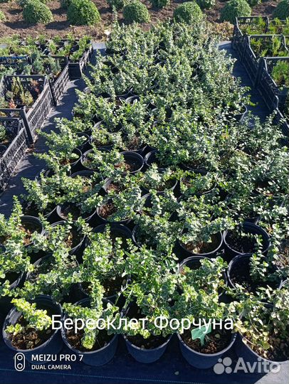 Растения для сада