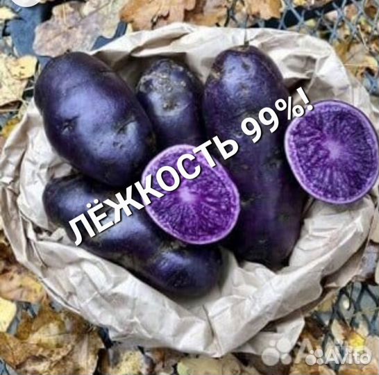 Картофель Монах семенной и на еду