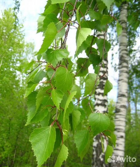 Саженцы липы, берёзы, рябины, осины, черемухи