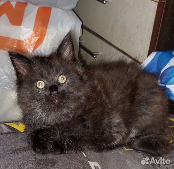 Кошки мейн-кун