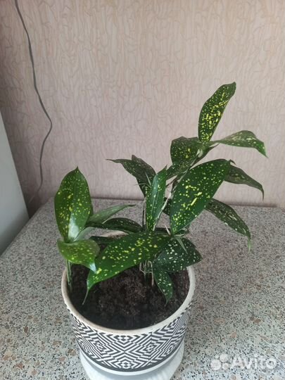 Комнатные цветы