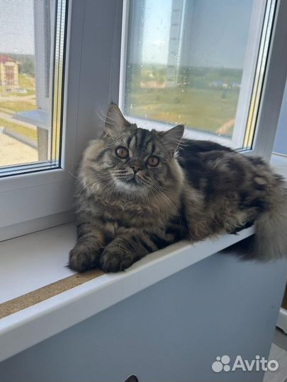 Британский котенок